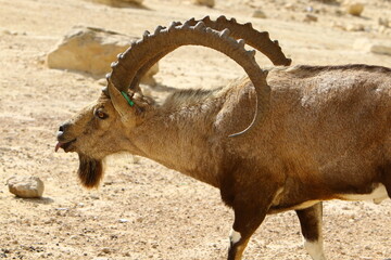 Goats live in a nature reserve in the Negev desert.