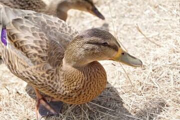 Ente