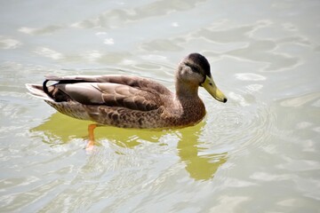 Ente