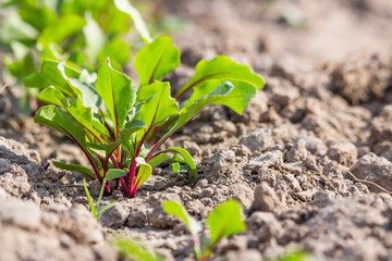 Beetroot plants in the garden - grown for edible root and colourful salad leaves. Fresh green leaves of beetroot or beet seedlings. Row of green leaves of young growth beet on an organic farm.
