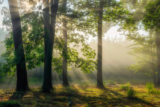 Beautiful sunny morning in green forest