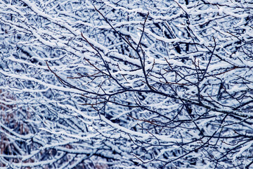Naklejka premium Winter background with snow-covered tree branches in the forest