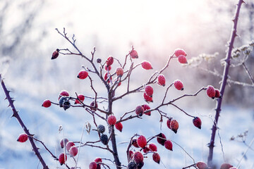 Rosehip berries covered with frost on a bush in winter in sunny weather