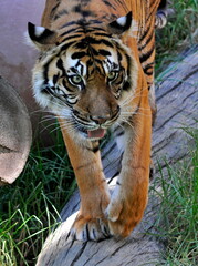 tiger in the wild
