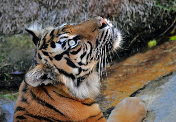 Fototapeta na wymiar Tiger is looking up