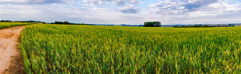Wheat plantation beside a road