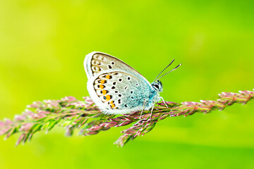 Blue butterfly in the green grass. Background