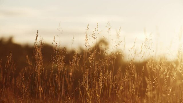 Beautiful Background With Waving Grass And Trees At Sunset. Beautiful orange color of a farm field during sunrise. Yellow meadow in Iceland 