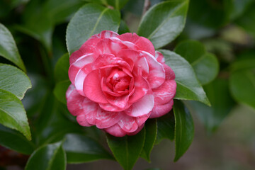 菊冬至　椿の花