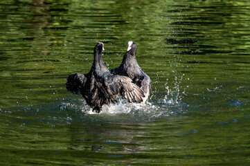 Coot water bird, Fulica atra, aggressive behaviour and fighting over a mate and territory