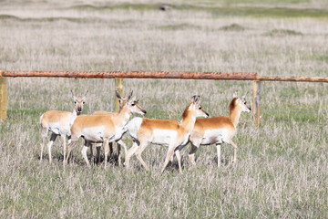 Antelope on a green grass field during sunny day. Grand Teton National Park, Wyoming, United States of America.