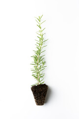 Rosemary Seedling isolated on white background