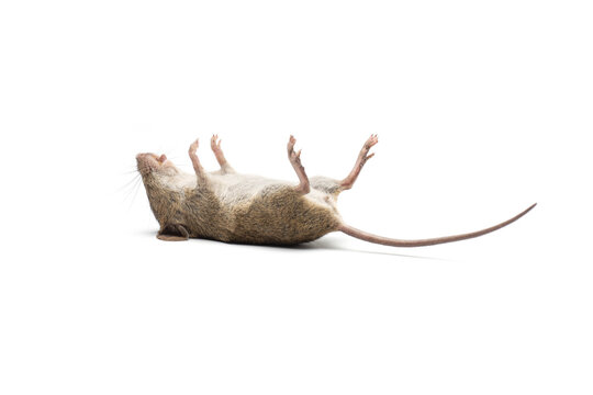 Dead Mouse Images – Browse 4,350 Stock Photos, Vectors, and Video | Adobe  Stock