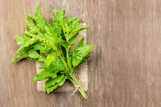 Ocimum tenuiflorum,Holy basil,tulsi or tulasi on wood background