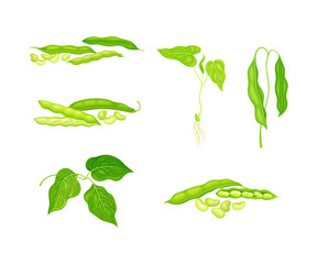Set of bean plant with green leaves and pods. Legume, soy bean, lettil beans or peas plant cartoon vector illustration