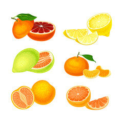 Fresh citrus fruits set. Grapefruit, sweet orange, tangerine, pomelo cartoon vector illustration