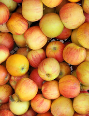 Post-harvest view of a group of Gala apples 