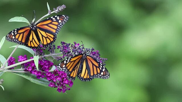 Two Monarch butterflies, Danaus plexippuson, on purple fuschia Butterfly Bush flower, flapping wings