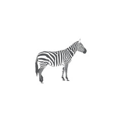 Fototapeta na wymiar Zebra logo design on white background template