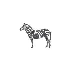 Obraz na płótnie Canvas Zebra logo design on white background template