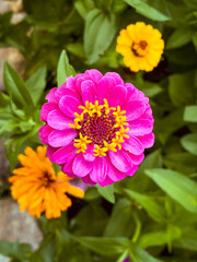 Obraz premium Pink zinnia in full bloom