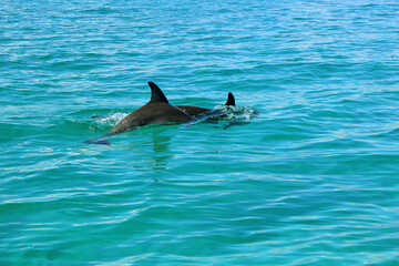 Delfín en el mar