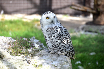 Schnee-Eule im Wildpark in Grünau im Almtal, Österreich