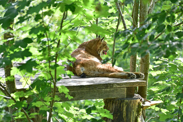 Luchs im Wildpark in Grünau im Almtal, Österreich