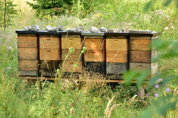 Bienenstock im Wildpark in Grünau im Almtal, Österreich