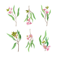 Fototapeta na wymiar Twigs of eucalyptus tree with flowers and green leaves set cartoon vector illustration