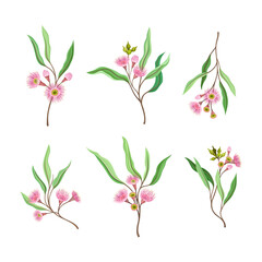 Fototapeta na wymiar Collection of twigs of eucalyptus tree with flowers and green leaves cartoon vector illustration