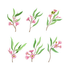 Collection of blooming twigs of eucalyptus tree cartoon vector illustration
