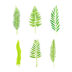 Collection of tropical leaves, green exotic jungle palm plants cartoon vector illustration