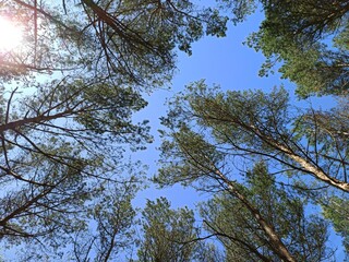 Fototapeta premium trees in the blue sky