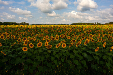 Obraz premium Real Sunflowers field on cloudy sky along the the way of Saint Jacques du Puy, France