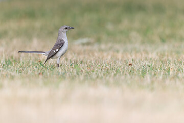 A Northern Mockingbird (Mimus polyglottos) foraging in a park in the grass in the morning light