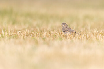 A house finch (Haemorhous mexicanus) foraging in a park in the grass in the morning light.
