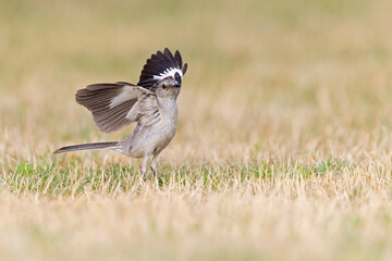 A Northern Mockingbird (Mimus polyglottos) foraging in a park in the grass in the morning light