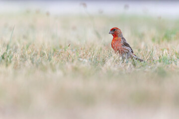 A house finch (Haemorhous mexicanus) foraging in a park in the grass in the morning light.