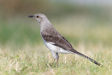 A Northern Mockingbird (Mimus polyglottos) foraging in a park in the grass in the morning light