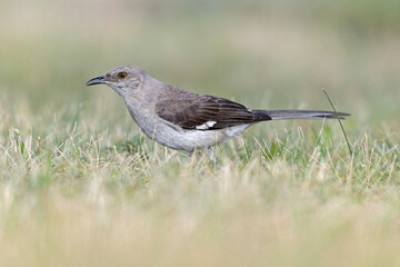 A Northern Mockingbird (Mimus polyglottos) foraging in a park in the grass in the morning light