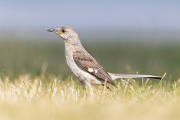 A Northern Mockingbird (Mimus polyglottos) foraging in a park in the grass in the morning light