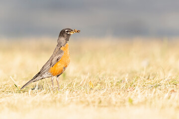 American robin (Turdus migratorius) foraging in a park in the grass in the morning light.