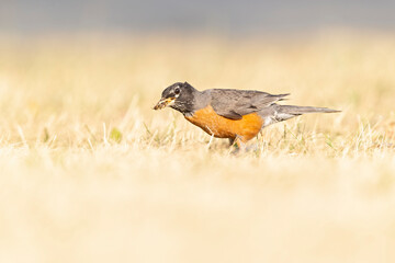 American robin (Turdus migratorius) foraging in a park in the grass in the morning light.