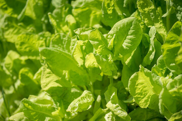 Green lettuce leaves close-up in sunlight on a garden bed. Background. Selective focus