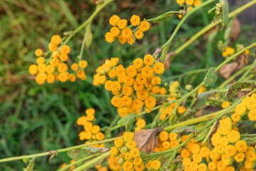 Medicinal herb. Helichrysum flowers on nature blurred background. Many yellow aromatic flowers for herbalism in meadow.