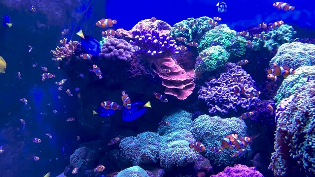 Lots of colorful fish in the aquarium