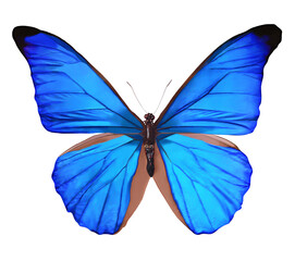 Blue Butterfly highlighted on a white background
