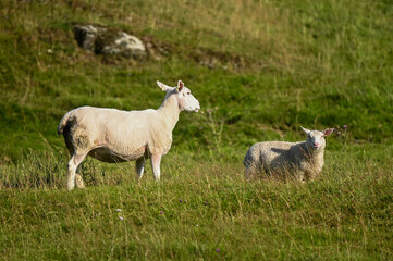 Sheep grazing