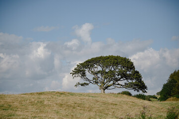 Lone tree on a Scottish hillside